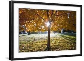 Sunshine Through a Fall Tree-Craig Tuttle-Framed Photographic Print