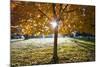 Sunshine Through a Fall Tree-Craig Tuttle-Mounted Photographic Print