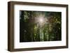 Sunshine through trees-Anna Miller-Framed Photographic Print