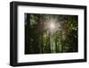 Sunshine through trees-Anna Miller-Framed Photographic Print