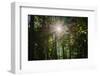 Sunshine through trees-Anna Miller-Framed Photographic Print