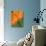 Sunshine Tulip-Ella Lancaster-Giclee Print displayed on a wall