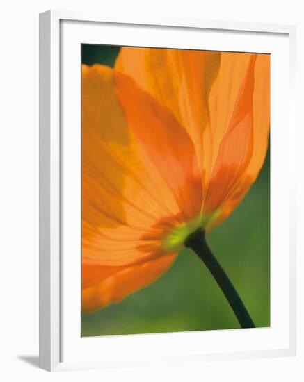 Sunshine Tulip-Ella Lancaster-Framed Giclee Print