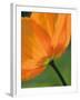 Sunshine Tulip-Ella Lancaster-Framed Giclee Print