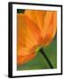 Sunshine Tulip-Ella Lancaster-Framed Giclee Print