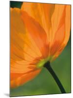 Sunshine Tulip-Ella Lancaster-Mounted Giclee Print