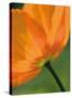 Sunshine Tulip-Ella Lancaster-Stretched Canvas