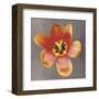 Sunshine Tulip-Erin Clark-Framed Art Print