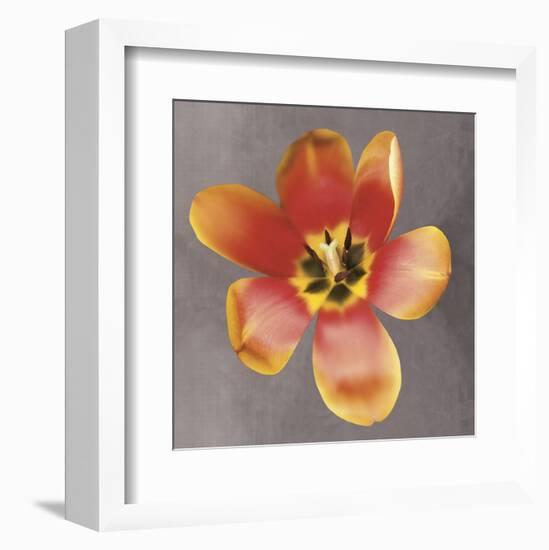 Sunshine Tulip-Erin Clark-Framed Art Print