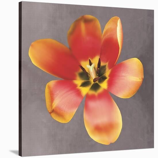 Sunshine Tulip-Erin Clark-Stretched Canvas