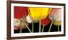 Sunshine Tulips-Assaf Frank-Framed Art Print