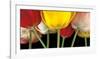 Sunshine Tulips-Assaf Frank-Framed Art Print