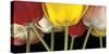 Sunshine Tulips-Assaf Frank-Stretched Canvas