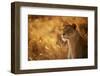 Sunshine-Mohammed Alnaser-Framed Photographic Print