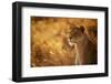 Sunshine-Mohammed Alnaser-Framed Photographic Print