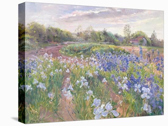 Sunsparkle on Irises, 1996-Timothy Easton-Stretched Canvas