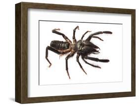 Sunspider - Solifuge (Rhagodeca Impavida) Oman. Meetyourneighbours. Net Project-Javier Aznar-Framed Photographic Print