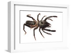 Sunspider - Solifuge (Rhagodeca Impavida) Oman. Meetyourneighbours. Net Project-Javier Aznar-Framed Photographic Print