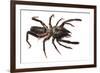 Sunspider - Solifuge (Rhagodeca Impavida) Oman. Meetyourneighbours. Net Project-Javier Aznar-Framed Photographic Print