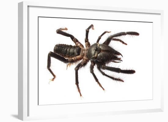 Sunspider - Solifuge (Rhagodeca Impavida) Oman. Meetyourneighbours. Net Project-Javier Aznar-Framed Photographic Print