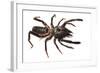 Sunspider - Solifuge (Rhagodeca Impavida) Oman. Meetyourneighbours. Net Project-Javier Aznar-Framed Photographic Print