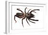 Sunspider - Solifuge (Rhagodeca Impavida) Oman. Meetyourneighbours. Net Project-Javier Aznar-Framed Photographic Print