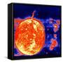 Sunspots and Solar Prominences, 1973-null-Framed Stretched Canvas