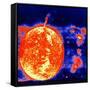 Sunspots and Solar Prominences, 1973-null-Framed Stretched Canvas