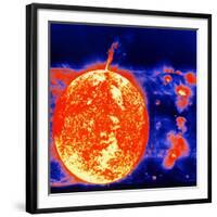 Sunspots and Solar Prominences, 1973-null-Framed Giclee Print