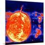 Sunspots and Solar Prominences, 1973-null-Mounted Giclee Print
