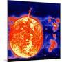 Sunspots and Solar Prominences, 1973-null-Mounted Giclee Print