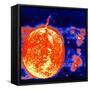 Sunspots and Solar Prominences, 1973-null-Framed Stretched Canvas