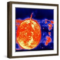 Sunspots and Solar Prominences, 1973-null-Framed Giclee Print