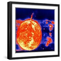 Sunspots and Solar Prominences, 1973-null-Framed Giclee Print