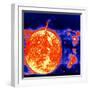 Sunspots and Solar Prominences, 1973-null-Framed Giclee Print