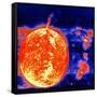 Sunspots and Solar Prominences, 1973-null-Framed Stretched Canvas