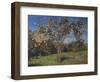 Suntree, 2013-Angus Hampel-Framed Giclee Print