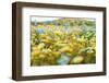 Super-Bloom Wildflowers-Jaemi Yoder-Framed Photographic Print