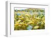 Super-Bloom Wildflowers-Jaemi Yoder-Framed Photographic Print