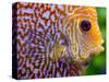 Super Pigeon Snakeskin Discus close-up, tropical freshwater fish.-Darrell Gulin-Stretched Canvas