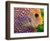 Super Pigeon Snakeskin Discus close-up, tropical freshwater fish.-Darrell Gulin-Framed Photographic Print