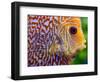 Super Pigeon Snakeskin Discus close-up, tropical freshwater fish.-Darrell Gulin-Framed Photographic Print