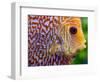 Super Pigeon Snakeskin Discus close-up, tropical freshwater fish.-Darrell Gulin-Framed Photographic Print