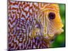 Super Pigeon Snakeskin Discus close-up, tropical freshwater fish.-Darrell Gulin-Mounted Photographic Print