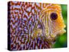 Super Pigeon Snakeskin Discus close-up, tropical freshwater fish.-Darrell Gulin-Stretched Canvas