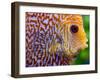 Super Pigeon Snakeskin Discus close-up, tropical freshwater fish.-Darrell Gulin-Framed Photographic Print