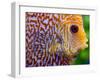 Super Pigeon Snakeskin Discus close-up, tropical freshwater fish.-Darrell Gulin-Framed Photographic Print