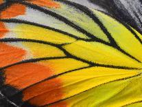 Close up of Painted Jezebel Butterfly's Wings in Great Texture-Super Prin-Photographic Print