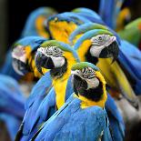 Colorful of Scarlet Macaw Bird's Feathers with Red Yellow Orange and Blue Shades, Exotic Nature Bac-Super Prin-Framed Stretched Canvas