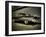 Super-Stephen Arens-Framed Photographic Print